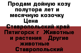 Продам дойную козу полутора лет и 7-месячную козочку › Цена ­ 100 - Ставропольский край, Пятигорск г. Животные и растения » Другие животные   . Ставропольский край